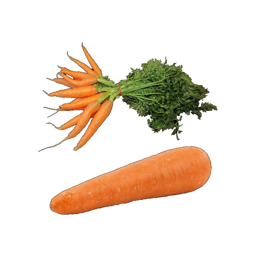 Mantener las zanahorias frescas